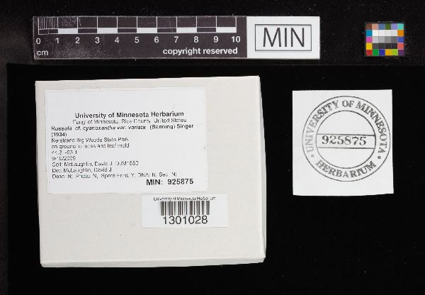 Russula cyanoxantha var. variata image