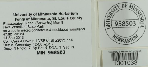 Hohenbuehelia nigra image