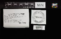 Cortinarius bolaris image