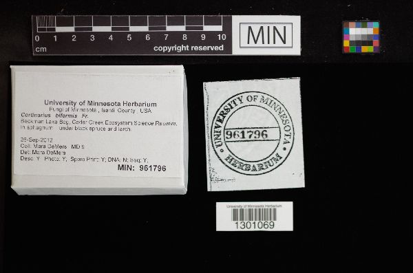 Cortinarius biformis image