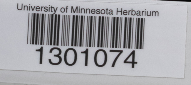 Cortinarius ochraceodiscus image