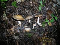 Cortinarius ochraceodiscus image