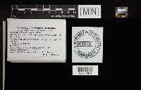 Cortinarius clintonianus image