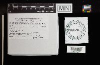 Cortinarius atkinsonianus image