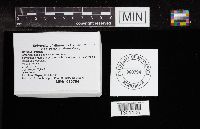 Mutinus elegans image