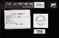 Cortinarius armillatus image