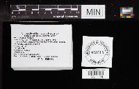 Auriscalpium vulgare image