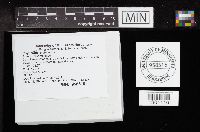 Polyporus umbellatus image