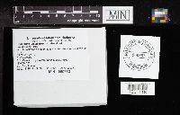 Cortinarius violaceus image