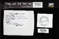 Multiclavula mucida image