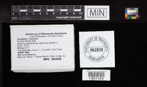 Crepidotus luteicolor image