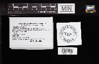 Neofavolus alveolaris image