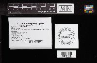 Hydnum umbilicatum image