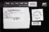 Media resource of Agaricus abruptibulbus