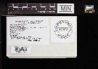 Coprinellus disseminatus image