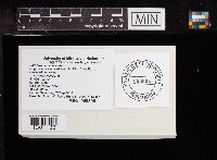 Sarcodon imbricatus image