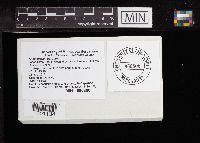 Alloclavaria purpurea image