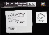 Hygrophorus pudorinus image