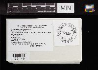 Paragyrodon sphaerosporus image