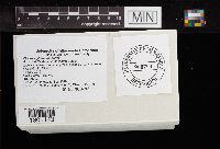 Chlorophyllum rachodes image