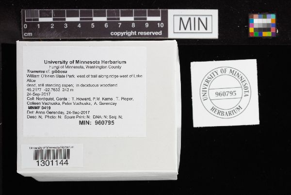 Trametes gibbosa image