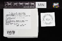 Media resource of Trametes gibbosa