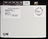 Chlorophyllum molybdites image