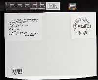 Chlorophyllum molybdites image