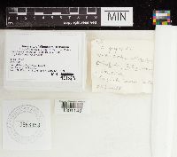 Chalciporus piperatus image