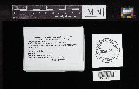 Inocybe geophylla image