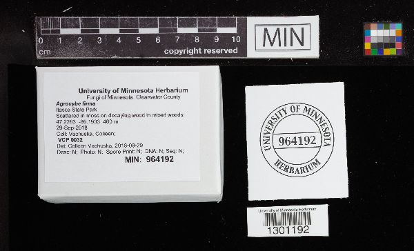 Agrocybe firma image