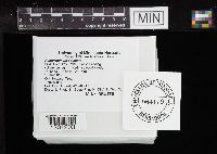 Mycorrhaphium adustum image