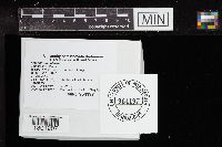 Amanita sinicoflava image