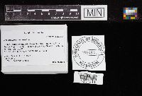 Media resource of Christiansenia mycetophila