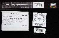 Helvella lacunosa image