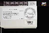 Tulostoma simulans image