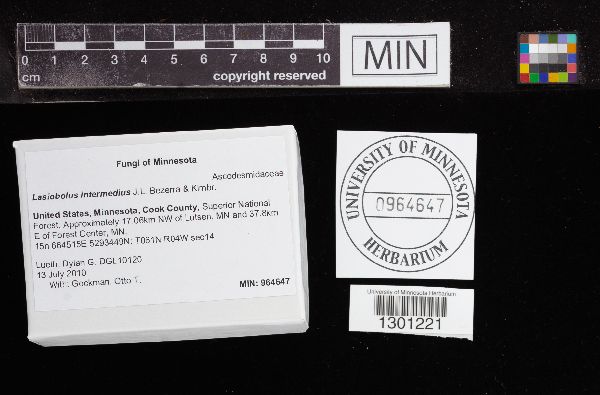 Lasiobolus intermedius image