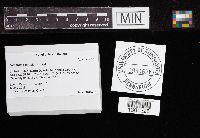 Tulostoma simulans image