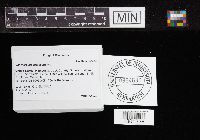 Craterellus lutescens image