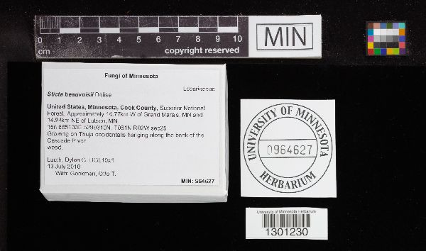 Sticta beauvoisii image