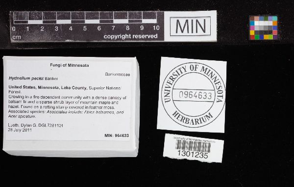 Hydnellum peckii image