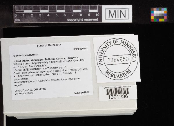 Tympanis conspersa image