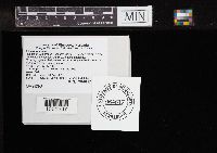 Leccinum insigne image