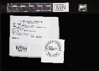 Suillus acidus image