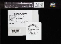 Multiclavula mucida image