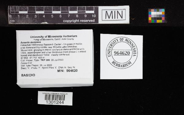 Amanita decipiens image