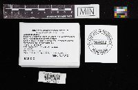 Leccinum insigne image