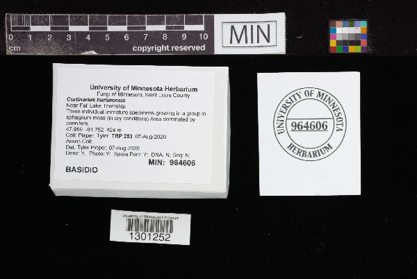 Cortinarius huronensis image