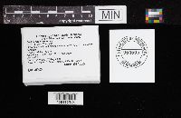 Cortinarius huronensis image