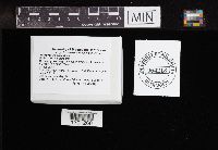 Agrocybe pediades image